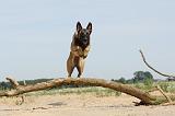 MALINOIS 508